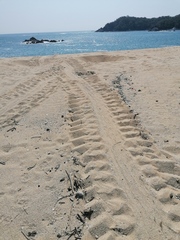 Lepidochelys olivacea