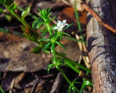 Asperula scoparia