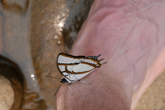 Polyura eudamippus