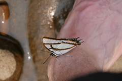 Polyura eudamippus