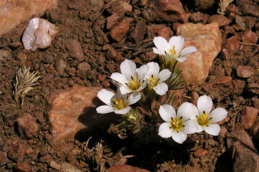 Linanthus killipii