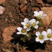Linanthus killipii - Photo (c) John Marquis,  זכויות יוצרים חלקיות (CC BY-NC-ND)