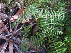 Gleichenia microphylla
