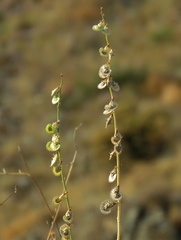 Onobrychis michauxii