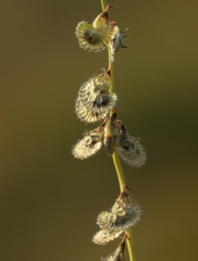 Onobrychis michauxii