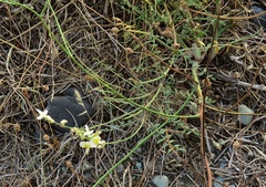 Onobrychis michauxii