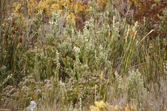 Brunia sphaerocephala