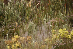 Brunia sphaerocephala