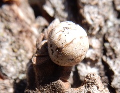 Allokermes galliformis