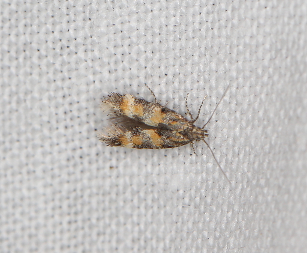 Athrips amoenellus