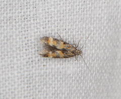 Athrips amoenellus