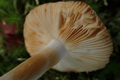 Russula puellaris
