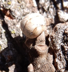 Allokermes galliformis