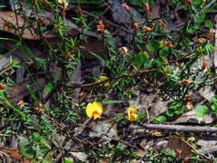 Pultenaea reflexifolia