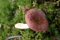 Russula puellaris