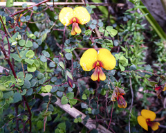 Bossiaea cordigera