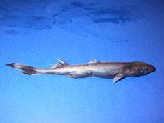 Fringefin Lantern Shark photo 1