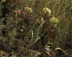 Hylotelephium caucasicum