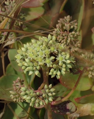 Hylotelephium caucasicum