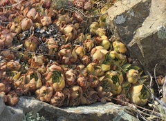 Sempervivum transcaucasicum