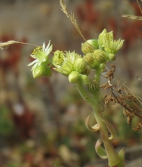 Sempervivum transcaucasicum