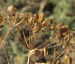 Prangos ferulacea