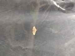 Cyclophora nanaria