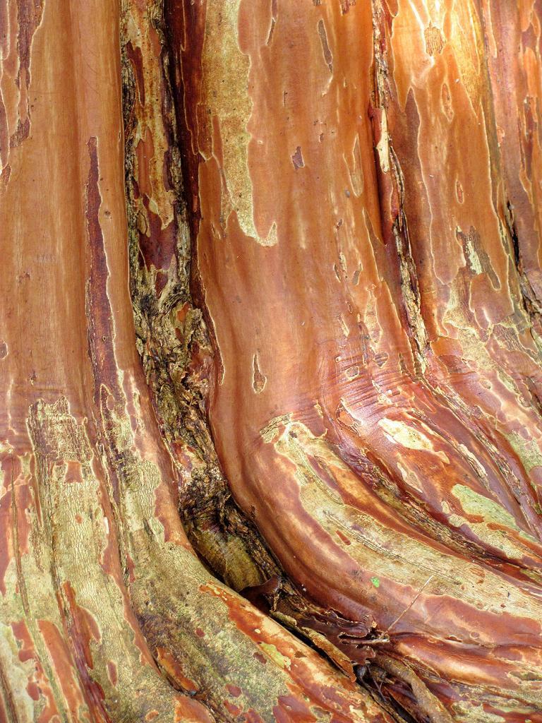 Lagerstroemia fauriei