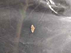 Cyclophora nanaria