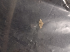 Cyclophora nanaria