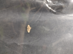 Cyclophora nanaria