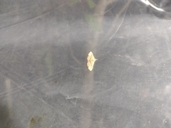 Cyclophora nanaria
