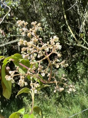 Valeriana clematitis