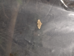 Cyclophora nanaria