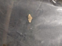 Cyclophora nanaria