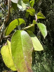 Valeriana clematitis