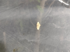 Cyclophora nanaria