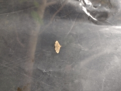 Cyclophora nanaria