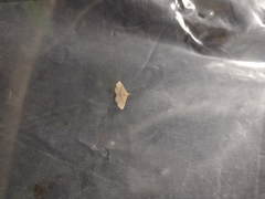 Cyclophora nanaria