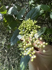 Viburnum tinoides