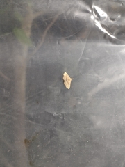 Cyclophora nanaria