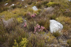 Erica tegulifolia