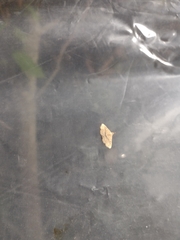Cyclophora nanaria