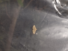 Cyclophora nanaria