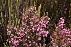Erica tegulifolia