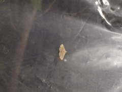 Cyclophora nanaria