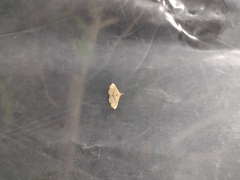 Cyclophora nanaria