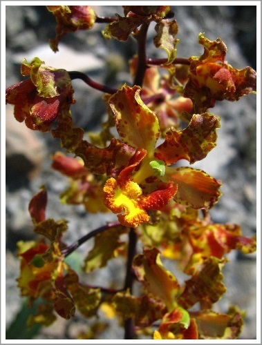 Cyrtopodium punctatum (Orquídeas del Bosque Mesófilo) · NaturaLista Mexico