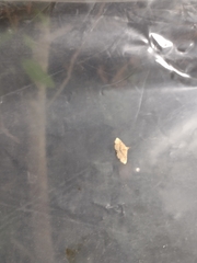 Cyclophora nanaria
