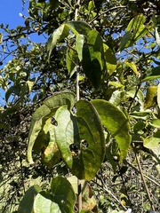 Clematis haenkeana